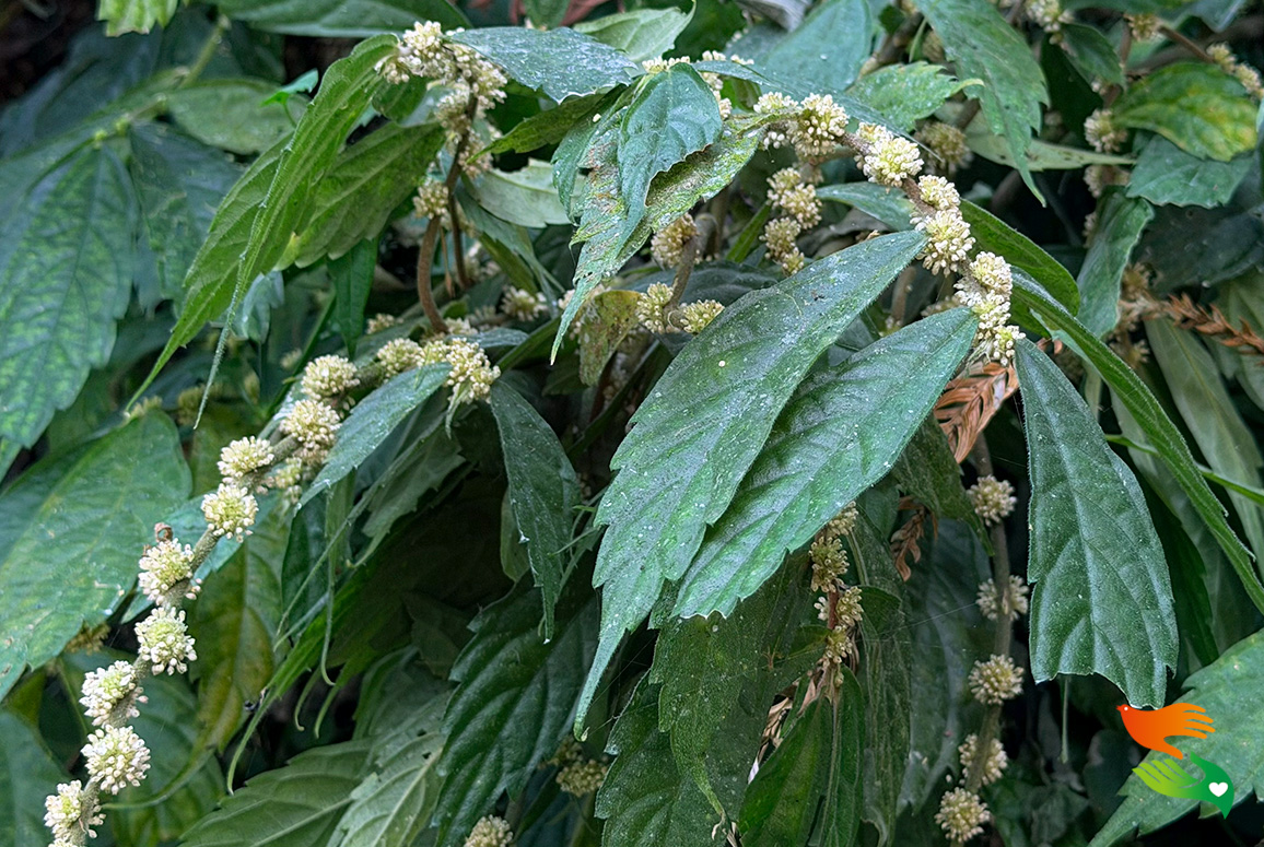 分枝與葉片交錯重疊，形似一層層的樓梯，故名狹葉樓梯草。