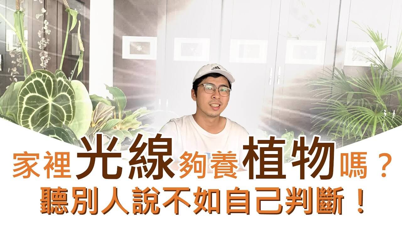 家裡的光線夠養植物嗎？聽別人說不如自己判斷！