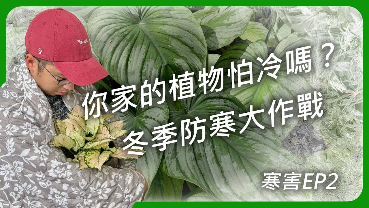 避免植物受到寒流凍死！快速判斷植物怕冷並對症下藥