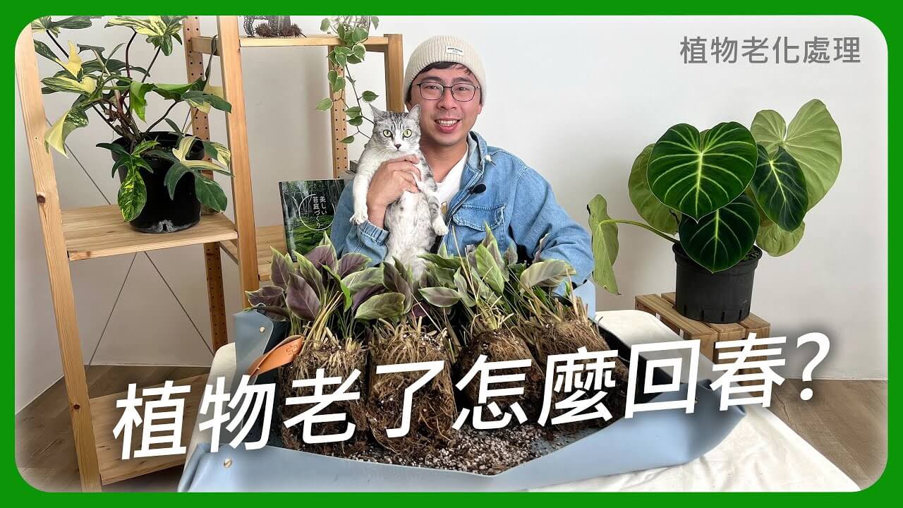 植物莫名死掉，可能是因為老了沒有及時救援！