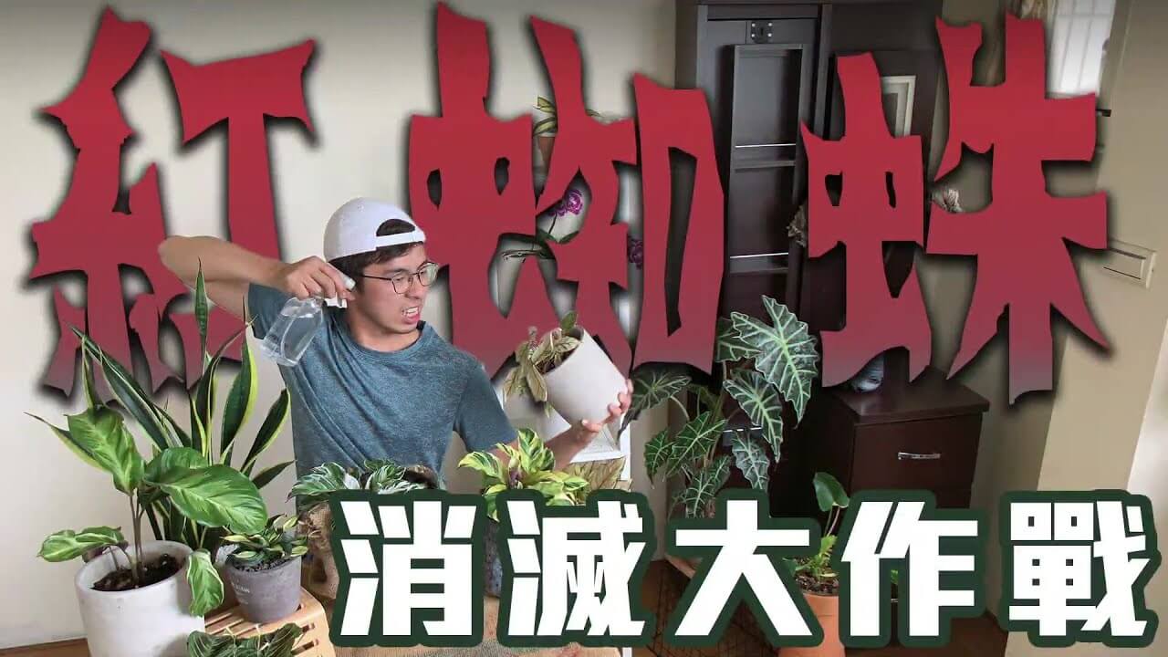 紅蜘蛛消滅大作戰｜園藝常見病蟲害