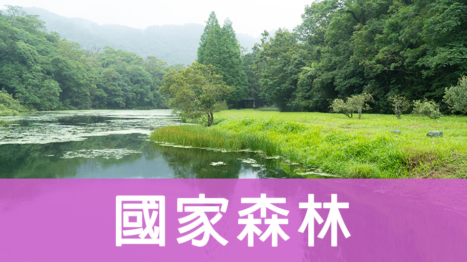 國家森林