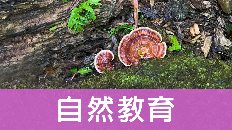 自然教育