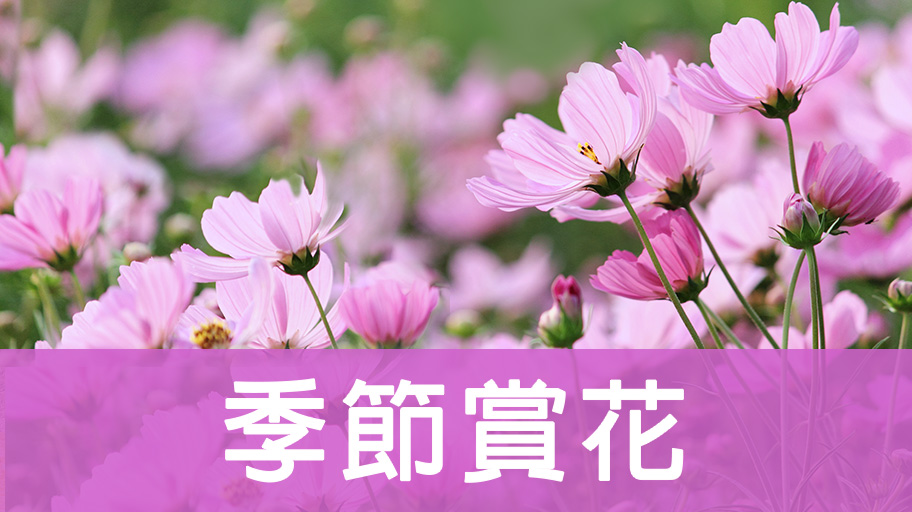 季節賞花